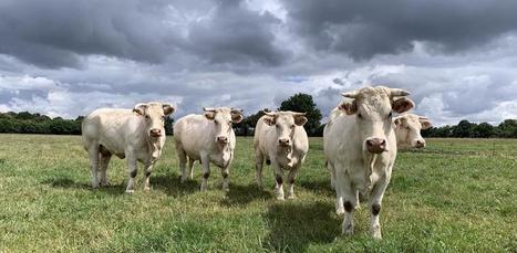 La production de viande bio a doublé en cinq ans | Actualité Bétail | Scoop.it