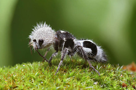 21 animaux inhabituels dont vous n’auriez jamais soupçonné l’existence | Variétés entomologiques | Scoop.it