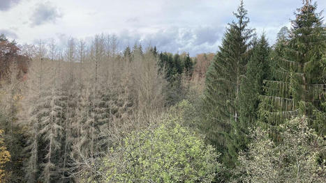 En forêt, la crise des scolytes s’accélère partout en France | Les Colocs du jardin | Scoop.it