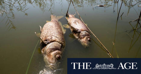 Charges laid against company after chemical spill killed thousands of fish / le 27.10.2022 | Pollution accidentelle des eaux par produits chimiques | Scoop.it