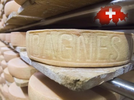 Suisse : La Raclette du Valais AOP face aux nouveaux critères de production laitière | Lait de Normandie... et d'ailleurs | Scoop.it