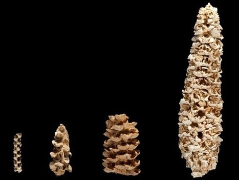 How corn became corn | Archaeology News | Scoop.it