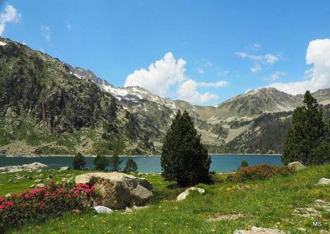 Les rhododendrons du Néouvielle sont de retour ... | Vallées d'Aure & Louron - Pyrénées | Scoop.it