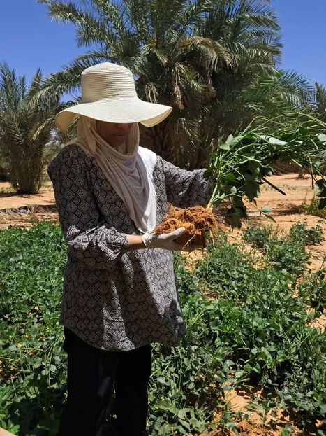 Medium: Mountains can meet: farming the desert with microbes, not fertilizers (2025) | Publications | Scoop.it
