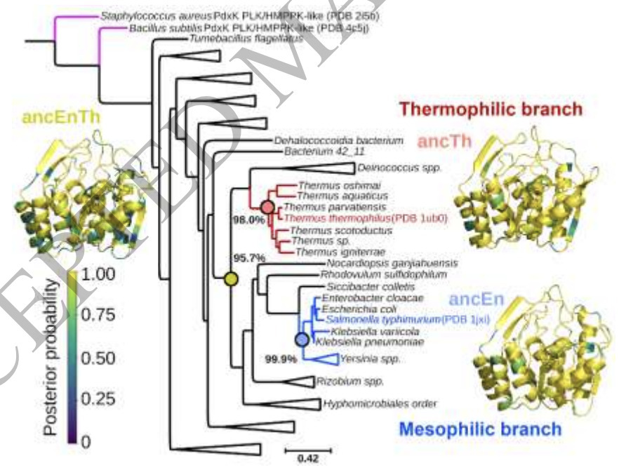 Deciphering Structural Traits for Thermal and K...