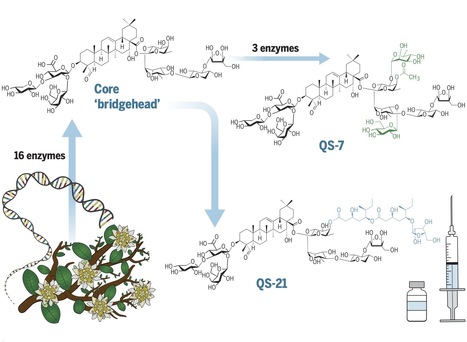 Elucidation of the pathway for biosynthesis of saponin adjuvants from the soapbark tree | Plant and Seed Biology | Scoop.it