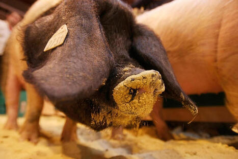 Salon de l&rsquo;agriculture 2026&nbsp;: apr&egrave;s les bovins, des ovins et porcins d&eacute;clarent &laquo;&nbsp;forfait&nbsp;&raquo; | Actualit&eacute; B&eacute;tail | Scoop.it