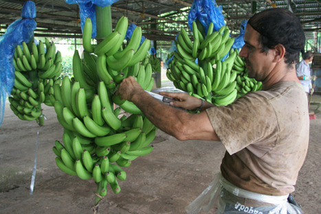 Bananas: The Crop that Changed the World | RAINFOREST EXPLORER | Scoop.it