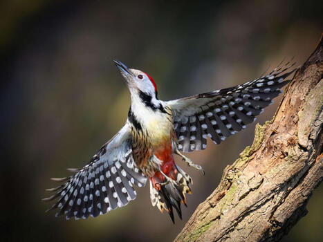 T&auml;t&auml; otusta ei ole n&auml;hty Suomessa 15 vuoteen &ndash; Bongattiin nyt Kiteelt&auml; | 1Uutiset - Lukemisen t&auml;hden | Scoop.it