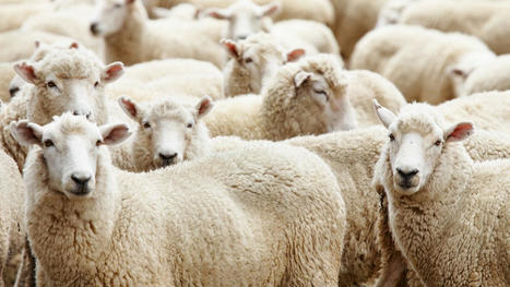 L’ALGÉRIE, pays du mouton, en importe de Roumanie : comment en est-on arrivé là ? | CIHEAM Press Review | Scoop.it