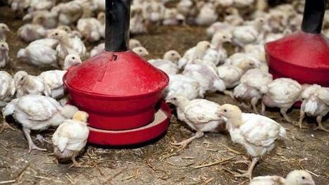 Poulet export. Les détails du plan de relance | La Gazette des abattoirs | Scoop.it
