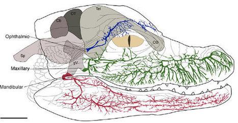 Crocodile faces are more sensitive than human fingertips | Not Exactly Rocket Science | Discover Magazine | Human Interest | Scoop.it