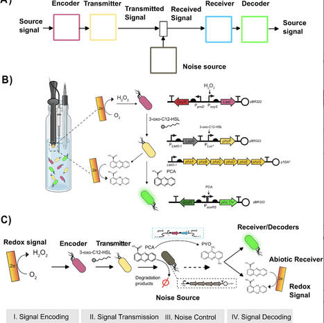 Phenazine-Based Synthetic Biology to Signal Between Cells and Electrodes | bab | RMH | Scoop.it