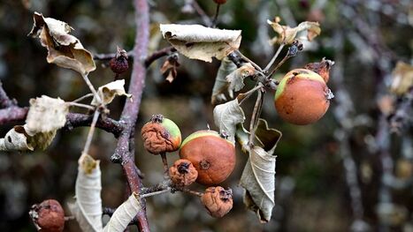 Canicules&nbsp;: les alertes sur les prix des fruits et des l&eacute;gumes&nbsp;se multiplient | Revue de presse du Centre de doc | Scoop.it
