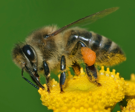 Bee Stings for Arthritis – Science-Based Medicine | Escepticismo y pensamiento crítico | Scoop.it