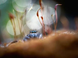La macrophotographie gagnante du concours Nature Photography Contest 2023 : La rêveuse - Philaeus chrysops, par Adrian Truchta | Variétés entomologiques | Scoop.it