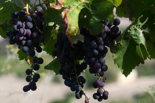 The farmer who's beating pests - the natural way