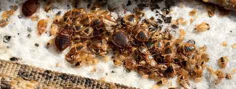 Everything You Need to Know About Bed Bugs Bite | Pest Control Services | Scoop.it