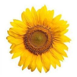 Solar energy: New sunflower-inspired pattern increases concentrated solar efficiency | Science News | Scoop.it