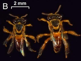 Soldier Bees | Science News | Scoop.it