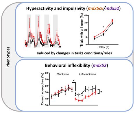 Comorbidit&eacute;s neuropsychiatriques dans la myopathie de Duchenne | Life Sciences Universit&eacute; Paris-Saclay | Scoop.it