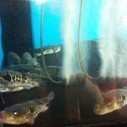 Fun Facts About Fugu | The Asian Food Gazette. | Scoop.it