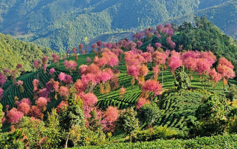Yunnan : les paysages du Lorax en vrai ! - Chine.org | Kunming-Yunnan | Scoop.it