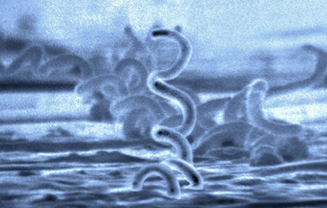 Syphilis et blennorragie en augmentation à Marseille | sida | Scoop.it