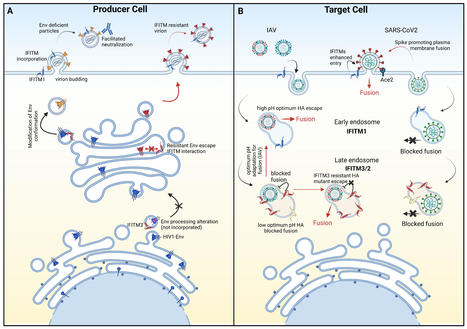 Role of Viral Envelope Proteins in Determining Susceptibility of Viruses to IFITM Proteins | Virology News | Scoop.it