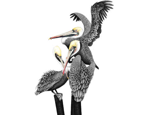 Cielle Graham, zarza 2005 artiste/illustration/animation | L&rsquo;actu des zarzas | Scoop.it