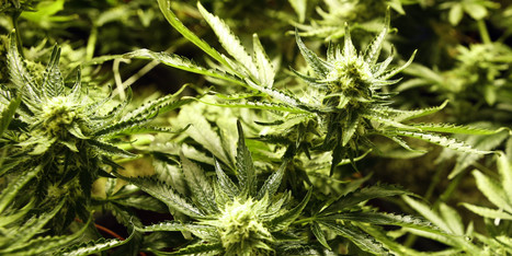 Marijuana May Stop The Spread Of HIV | Beckley News : Cannabis - Marijuana | Scoop.it