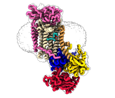 CryoEM studies of the human lipid transporter ATP8B1 involved in intrahepatic cholestasis | I2BC Paris-Saclay | Scoop.it