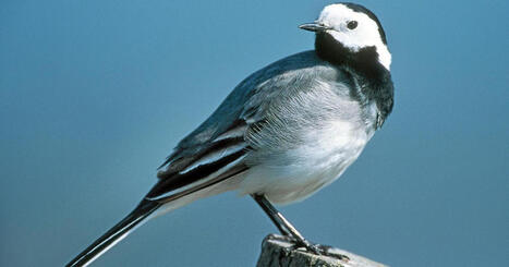 F&ouml;rsta s&auml;des&auml;rlorna har anl&auml;nt | Land | 1Uutiset - Lukemisen t&auml;hden | Scoop.it