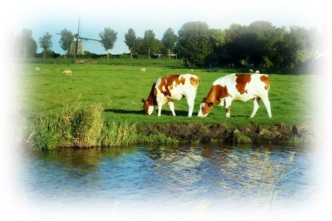Les Pays-Bas s’engagent à verser 1,47 milliard d’euros aux agriculteurs concernés par la fermeture d’élevages | Lait de Normandie... et d'ailleurs | Scoop.it