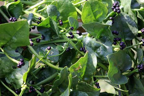 Malabar Spinach:  GREEN #3  /  (Bengali = পুঁই শাক) | The Asian Food Gazette. | Scoop.it
