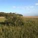 With few hard frosts, tropical mangroves push north | Soggy Science | Scoop.it