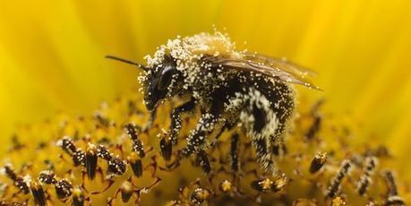 Abeilles : trois pesticides interdits, mais une persistance dans l'environnement | EntomoNews | Scoop.it