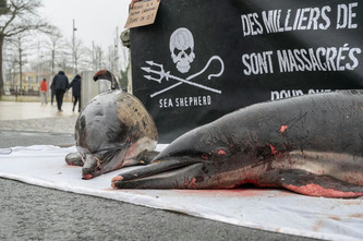 Mortalité des dauphins : l’arrêté du gouvernement est-il trop frileux ? | Actus du jour -   29 septembre 2023 | Scoop.it