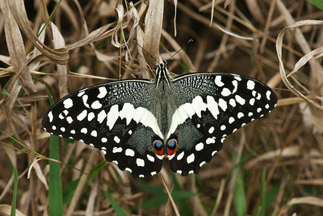 Papilio demodocus (Madagascar) | Variétés entomologiques | Scoop.it