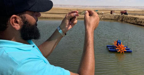 EGYPT’s desert shrimp farming pioneer | CIHEAM Press Review | Scoop.it