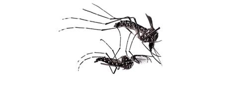 Une révolution dans la lutte contre les maladies transmises par les moustiques grâce à la technique de l’insecte stérile ? | Cirad | EntomoNews | Scoop.it