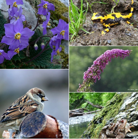 Parc national des Pyrénées : en trois clics, soyez acteur de la préservation de la biodiversité | Vallées d'Aure & Louron - Pyrénées | Scoop.it
