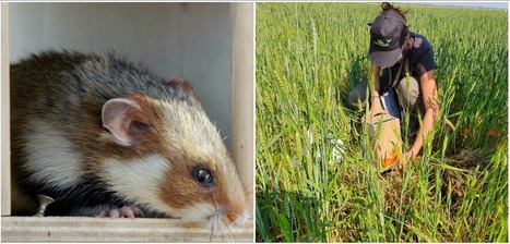 Biodiversité : le programme de réintroduction du grand hamster d'Alsace se poursuit avec un lâcher organisé à Entzheim | Biodiversité | Scoop.it