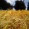 Salon de l'agriculture: et si l&rsquo;avenir, c&rsquo;&eacute;tait l&rsquo;agro-&eacute;cologie? | Economie responsable et d&eacute;veloppement durable | M&eacute;tiers et emploi de l'&eacute;conomie verte | Scoop.it