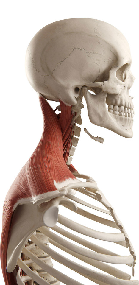 3D4Medical &ndash; Award-winning 3D Anatomy and Medical Apps | Simulation in Health Sciences Education | Scoop.it