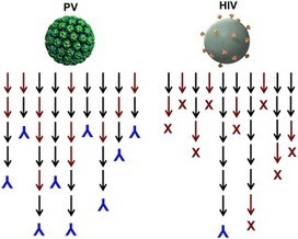 Why HIV Virions Have Low Numbers of Envelope Spikes: Implications for Vaccine Development | Complex Insight  - Understanding our world | Scoop.it