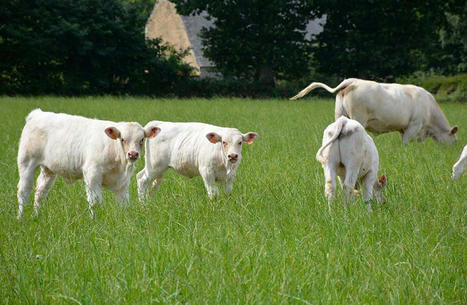 Valoriser aussi les bovins mâles en bio | Actualité Bétail | Scoop.it