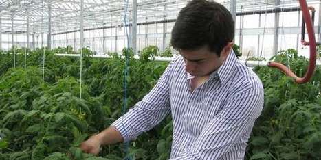 Pionnière dans l’agriculture urbaine, Montréal se lance désormais dans la vigne | Les Colocs du jardin | Scoop.it