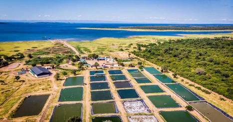 Details announced for Aquaculture AFRICA event | CIHEAM Press Review | Scoop.it