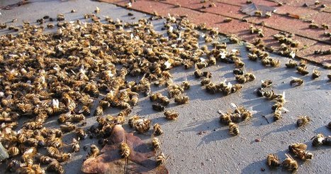 Nous avons enfin la preuve que le glyphosate contribue à la disparition des abeilles | Toxique, soyons vigilant ! | Scoop.it